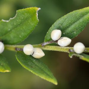 Photographie n°188316 du taxon Lithospermum officinale L. [1753]