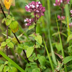 Photographie n°188322 du taxon Origanum vulgare L. [1753]