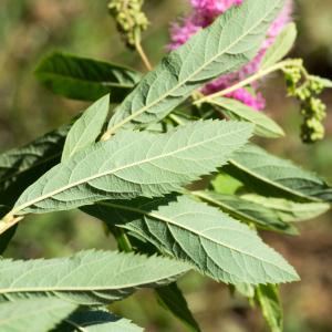 Photographie n°188333 du taxon Spiraea douglasii Hook. [1832]