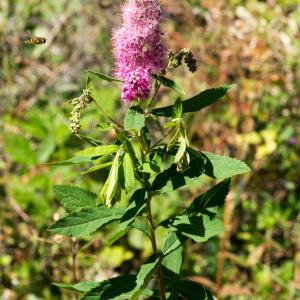  - Spiraea douglasii Hook. [1832]