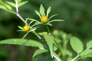 Jean-Jacques Houdré, le 11 septembre 2013 (Saint-Just-Saint-Rambert (Ancienne voie de chemin de fer))