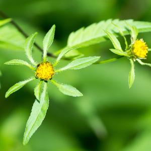 Bidens frondosa L. (Bident à fruits noirs)