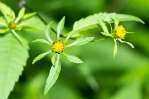 Jean-Jacques Houdré, le 11 septembre 2013 (Saint-Just-Saint-Rambert (Ancienne voie de chemin de fer))
