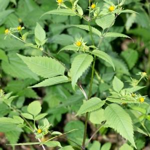  - Bidens frondosa L. [1753]