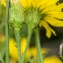  Jean-Jacques Houdré - Hieracium umbellatum L. [1753]