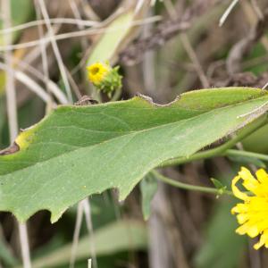 Photographie n°188345 du taxon Hieracium umbellatum L. [1753]