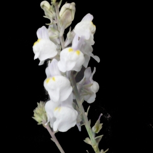 Photographie n°188356 du taxon Linaria repens (L.) Mill. [1768]