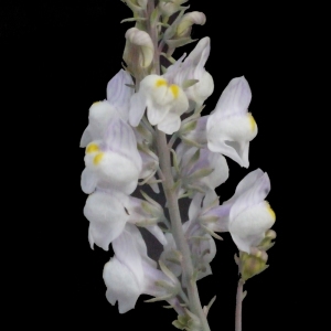 Photographie n°188357 du taxon Linaria repens (L.) Mill. [1768]