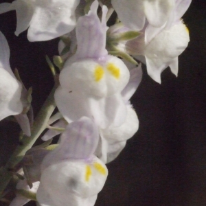 Photographie n°188360 du taxon Linaria repens (L.) Mill. [1768]