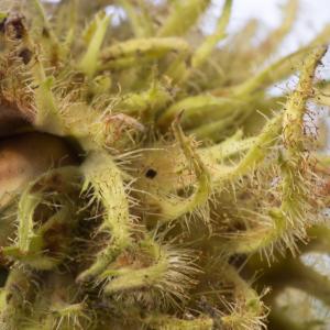 Corylus colurna L. (Coudrier de Byzance)