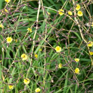 Photographie n°188369 du taxon Lactuca serriola L. [1756]