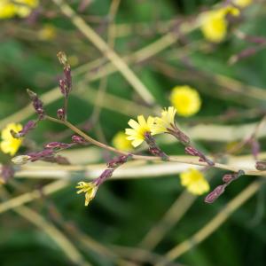 Photographie n°188373 du taxon Lactuca serriola L. [1756]