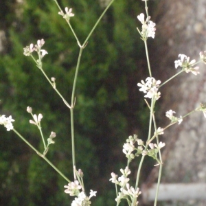 Photographie n°188383 du taxon Asperula cynanchica L. [1753]