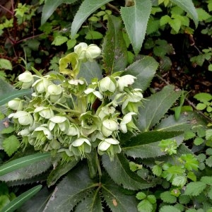 Photographie n°188408 du taxon Helleborus argutifolius Viv. [1824]