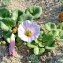  Georges Olioso - Calystegia soldanella (L.) Roem. & Schult. [1819]