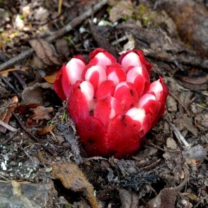 Photographie n°188412 du taxon Cytinus hypocistis (L.) L. [1767]