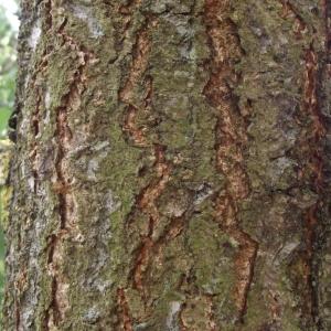 Photographie n°188419 du taxon Prunus armeniaca L. [1753]