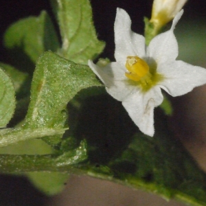 Solanum morella subsp. luteum (Mill.) Rouy (Morelle poilue)