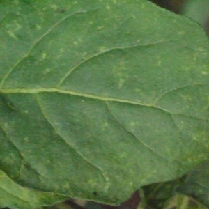 Photographie n°188432 du taxon Solanum luteum Mill. [1768]