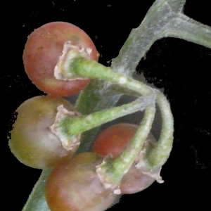 Photographie n°188434 du taxon Solanum luteum Mill. [1768]