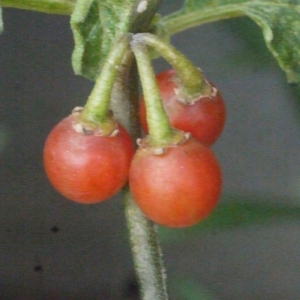 Photographie n°188435 du taxon Solanum luteum Mill. [1768]