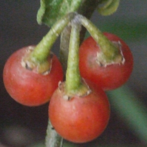 Photographie n°188437 du taxon Solanum luteum Mill. [1768]