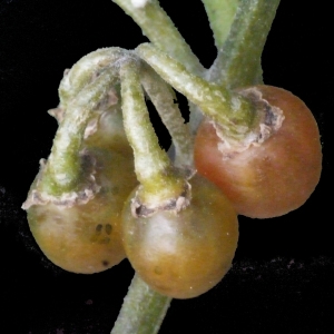Photographie n°188438 du taxon Solanum luteum Mill. [1768]