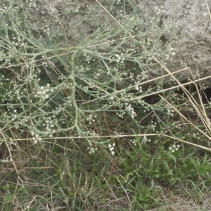 Photographie n°188441 du taxon Seseli tortuosum L. [1753]