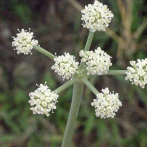 Photographie n°188442 du taxon Seseli tortuosum L. [1753]