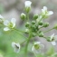  Jean-Claude Echardour - Capsella bursa-pastoris (L.) Medik. [1792]