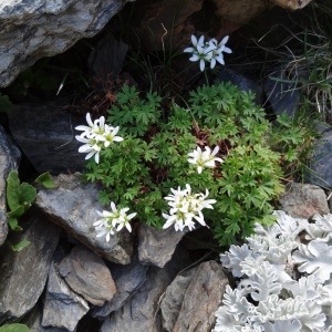 Photographie n°188460 du taxon Saxifraga geranioides L. [1755]