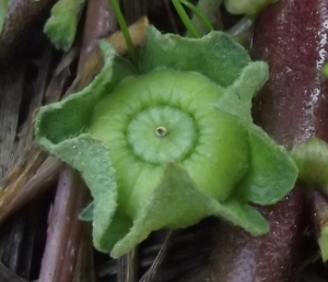 Jean-Claude Echardour, le 26 septembre 2013 (Saffré)