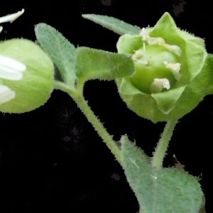 Photographie n°188468 du taxon Silene baccifera (L.) Roth