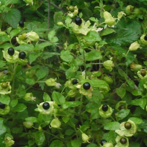 Photographie n°188472 du taxon Silene baccifera (L.) Roth