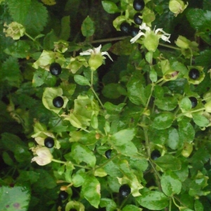 Photographie n°188473 du taxon Silene baccifera (L.) Roth