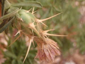 Genevieve Botti, le 24 septembre 2013 (Marseille (col des Beaumettes))