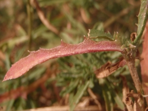 Genevieve Botti, le 24 septembre 2013 (Marseille (col des Beaumettes))