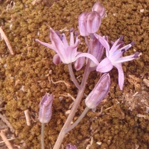 Photographie n°188492 du taxon Scilla autumnalis L. [1753]