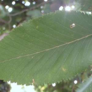 Photographie n°188505 du taxon Ostrya carpinifolia Scop. [1772]