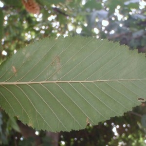 Photographie n°188506 du taxon Ostrya carpinifolia Scop. [1772]