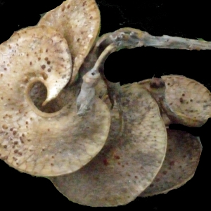 Photographie n°188523 du taxon Medicago arborea L. [1753]