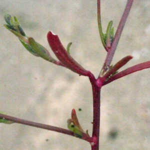 Photographie n°188566 du taxon Corispermum declinatum Steph. ex Steven [1817]