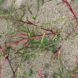  - Corispermum declinatum Steph. ex Steven [1817]