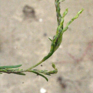  - Corispermum declinatum Steph. ex Steven [1817]