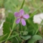  Paul Fabre - Erodium malacoides (L.) L'Hér.