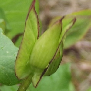 Photographie n°188607 du taxon Convolvulus sepium L.