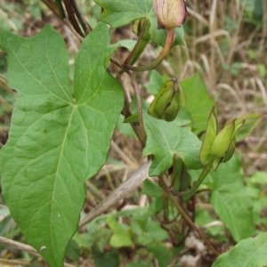 Photographie n°188608 du taxon Convolvulus sepium L.