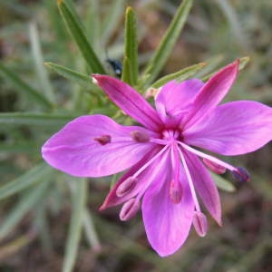 Epilobium rosmarinifolium Haenke (Épilobe à feuilles de romarin)