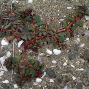 Photographie n°188624 du taxon Euphorbia peplis L. [1753]