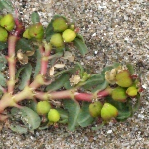 Photographie n°188627 du taxon Euphorbia peplis L. [1753]